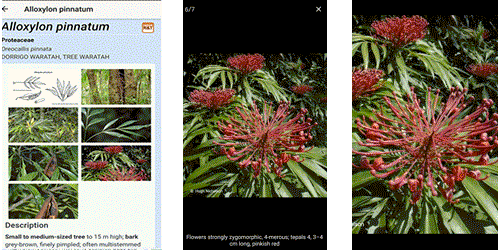Rainforest Plans of Australia Mobile App