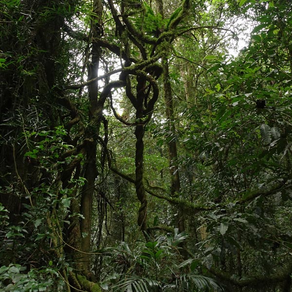 Dorrigo rainforest plants